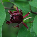 Carolina Sweetshrub