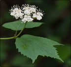 Maple Leaf Viburnum