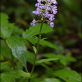 Purple-fringed Orchid