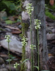 Clubspur Orchid