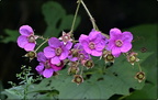 Purpleflowering Raspberry