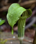 Jack in the Pulpit 