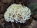 Coral and Club Fungi