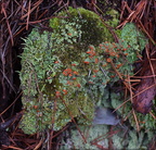 "British soldiers" lichen