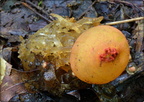 Puffball in aspic - clearly showing stalk 