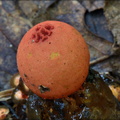 Puffball in aspic - extremely red color 