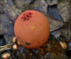 Puffball in aspic - extremely red color 