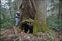 Old Growth Giant
