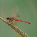 Scarlet Skimmer 