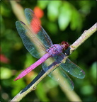 Dragonflies (Odonata)