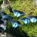 Pipevine Swallowtails