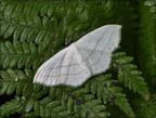 Yellow-Dusted Cream Moth