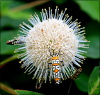 Moths (Lepidoptera)