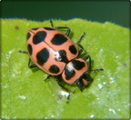 Cream-Spotted Lady Beetle