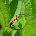 Firefly Beetle