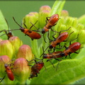 Large Milkweed Beetle (larvae)
