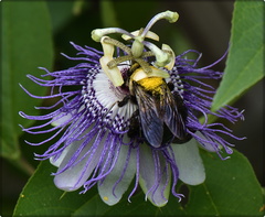 Bumblebee on passionflower 