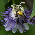 Bumblebee on passionflower 