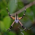 Common Writing Spider
