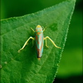 Redbanded Leafhopper