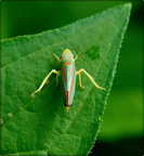 Redbanded Leafhopper