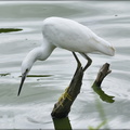 Snowy Egret (hunting)