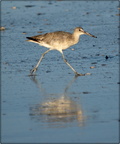 Greater Yellowlegs