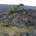 Lava flow being colonized by plant life 
