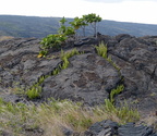 Lava flow being colonized by plant life 