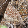 Grey Francolin (south end only) 