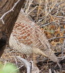 Grey Francolin (south end only) 