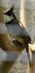 Red-whiskered Bulbul 