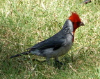 Red-Headed Cardinal 
