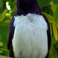 Violet-backed Starling 