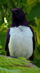 Violet-backed Starling 