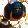 Yellow-Breasted Starling 