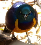 Yellow-Breasted Starling 