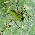 Green Spider 