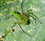 Green Spider 