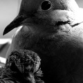 Nesting Mourning Doves 
