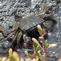 Tidal Pool Crab 