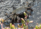 Tidal Pool Crab 