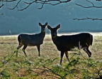 Cades Cove Deer