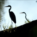Heron & Egret silhouettes