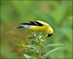 American Goldfinch (male)