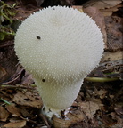 Smooth Puffball