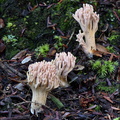 Crested Coral