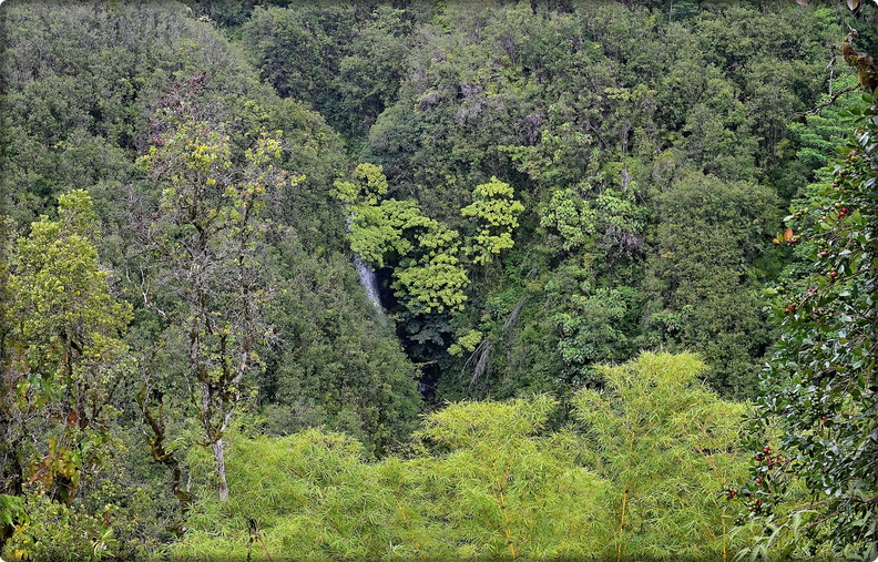 Near Akaka Falls