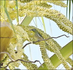 Japanese White-Eye