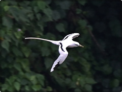 White Tropicbird